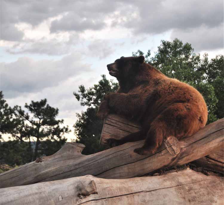 bear country usa